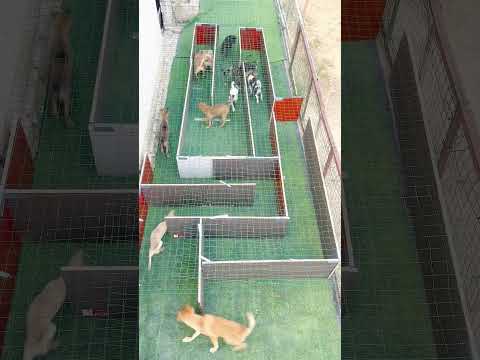 Difficulty: 🍀🍀🍀🍀🍀，Dogs in a maze  #puppy #cute #pets #funny #dog