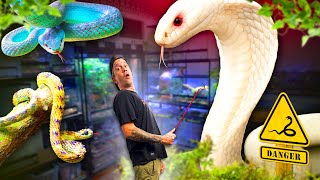MON INCROYABLE COLLECTION  DE SERPENTS VENIMEUX ⚠️🐍  ( Tu ne vas pas y croire ) - TOOPET