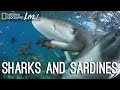 Dolphins and the Sardine Run