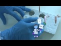 DNA Extraction and Analysis Techniques