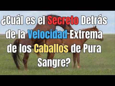 ¿Por Qué los Caballos de Pura Sangre Ingleses Son los Reyes de la Velocidad