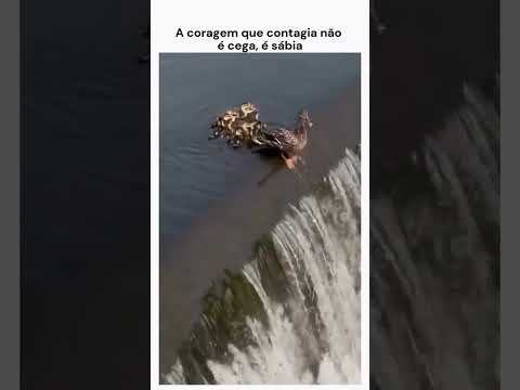 A Coragem da Mãe é como Deus protegendo os seu filho #deuscuidademim #féemação #féemdeus #mãe #deus
