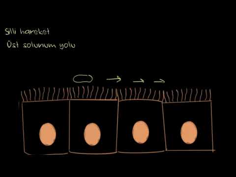 Hareket Türleri (Sağlık Bilgisi ve Tıp)