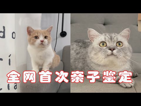 全网第一只做亲子鉴定的猫结果出来了