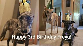 Freya Birthday Zoomies with Alligator Snappies