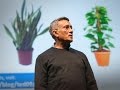 Indoor Air Quality and Green Plants