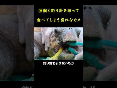 カメを救ったサメ!!🐢🦈