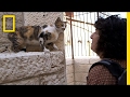 Stray Cats in the Mediterranean