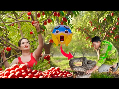 So Scared😱! Harvesting Red Eggs🔴Stunned to Discover a Strange Creature on Dad's Farm | Lý Tiểu Hương