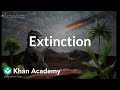 Understanding Extinction