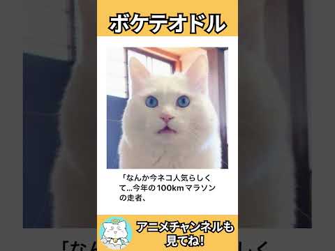 【ネコガミ】動物でボケテオドルPart257 #ボケて