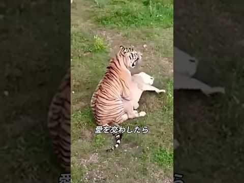 ライオンとトラが愛し合うと起こること #ライオン #動物