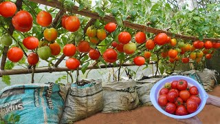 This super cheap hack for growing tomatoes is making farmers panic because… too many fruits!