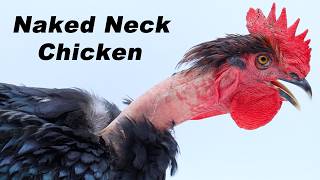 Raising Naked-Neck (Turken) Chickens For Meat. Hatching Eggs to Butcher - The Entire Process.