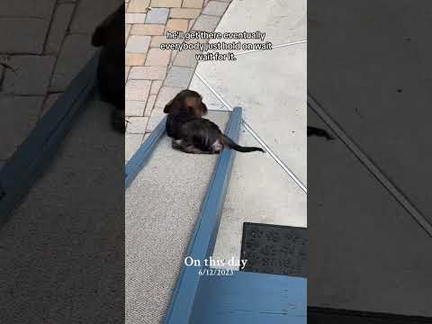 We Got a Sliding Dachshund!