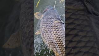 ciccia ne abbiamo😁  #fishing #carpfishing #bigfish