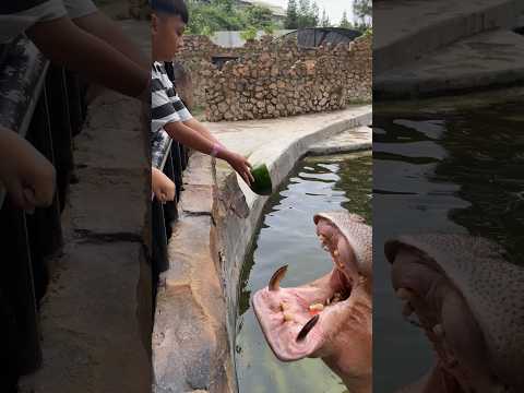 Kasih Makan KUDANIL‼️😎💚#kudanil#hipo#hippo#feeding#shorts#lembangparkandzoo#kuda#sapi#beko#virals#fy