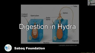 Digestion in Hydra