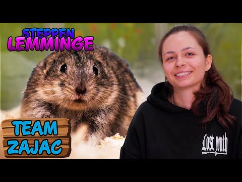 Steppenlemminge - das müsst ihr wissen! | Zoo Zajac