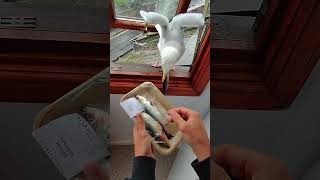 My Pet Seagull In The House!!