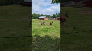 Oh no! 😬 #horse #Travellersrestfarmsanctuary