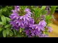 Understanding Plant Hardiness and Lifecycles