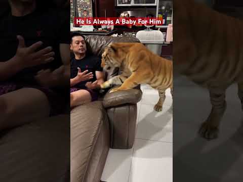 Good Morning Dad ♥️🐅 #youtubeshorts #pets #tigershroff #wildlife #animals