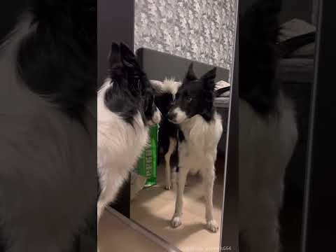 "Mirror!Mirror! Who’s the Cutest Pup of All?"#fyp #foryou #dog #funny #funnyvideos #funnydog #dogs