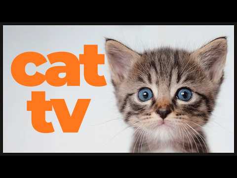 Cat TV: Relaxing Bird Watching & Nature Scenes 🐦🌿 | Perfect Entertainment for Indoor Cats