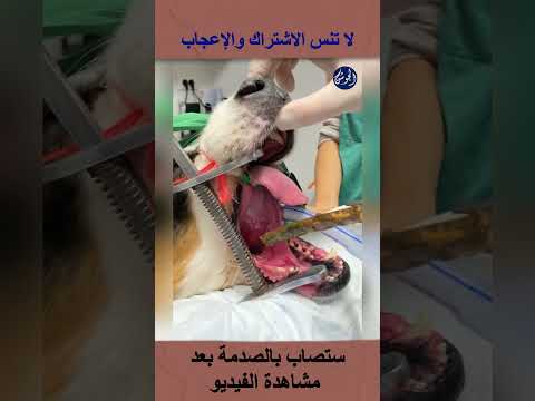 ستصاب بالصدمة مما وقع للكلب المسكين #shortsvideo