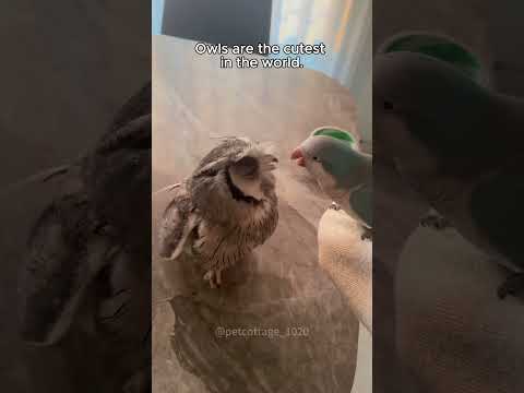 Funny owls 🤣🤣 #music #piano #soundtrack #automobile #lyrics #owl #songlyrics #cute #animals #song