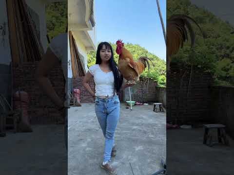 A rooster that can understand human speech