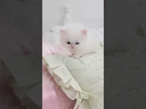 Pure white persian kitten #monitization #subscribe #cat #kitten #YouTube #animals #TikTok #viral