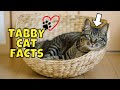 Tabby Cats: Traits and Facts