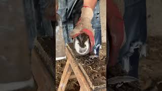 Trim a donkey's hooves like a watermelon丨ASMR丨Donkey hoof cutting sound
