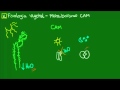 Metabolismo CAM em Plantas