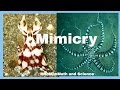 Animal Mimicry and Camouflage