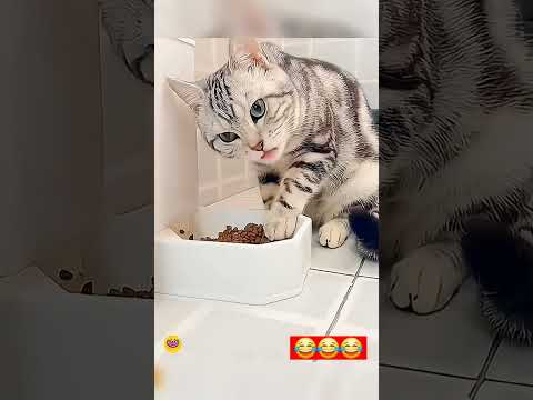 котики рулят,смех ,весёлая подборка #кот #тренд #юмор #шортс '#рек #trend #funny