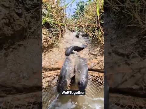 Catching Fish 🐟 in the Wild #fishing #shortsviral #shorts @WeRTogether1825 #viral