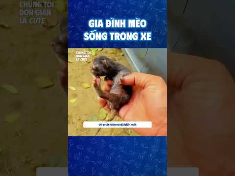 Gia đình mèo sống trong xe #dongvat