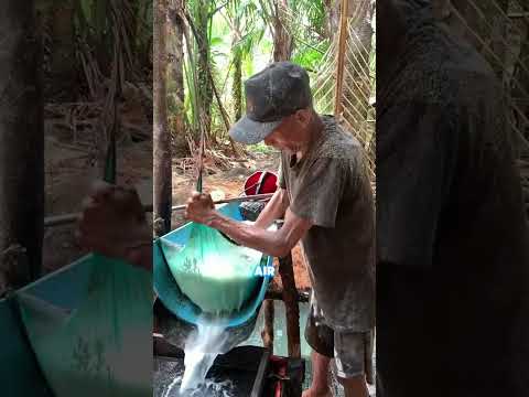 Proses Pembuatan Tepung Sagu❗😮