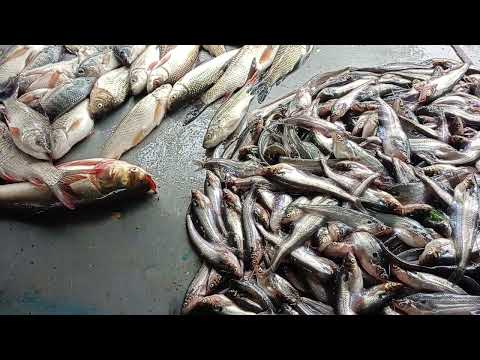 Amazing Small Fish Video