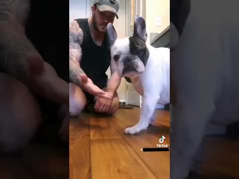 Hilarious reactions Magic vs Dogs ??‍♂️vs ?? (Part III)