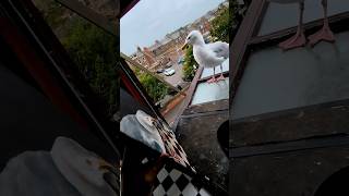 They Sent Us A Painting Of My Pet Seagull!!