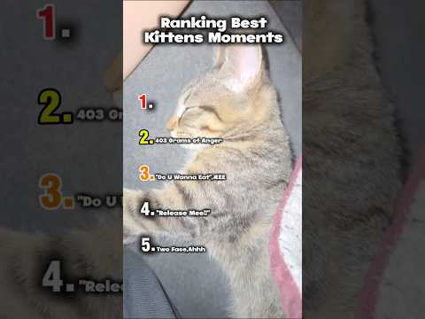 Ranking Best Kittens moments