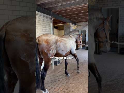Why Foam Create On Horse Skin 🐎