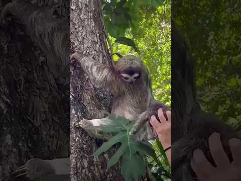 A Mothers❤️🥹mom & baby🦥  #sloth reunited #cute #animals ☺️