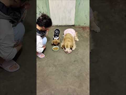 The golden retriever's behavior of leaving his sausages for the puppy touched his owner?