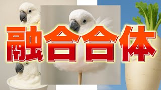 オウムと◯◯を融合すると…？リクエストにお応えしてみた！