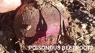 The best part of Beetroot?